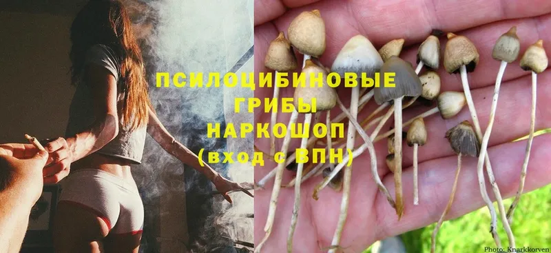 Псилоцибиновые грибы Magic Shrooms  Новосиль 